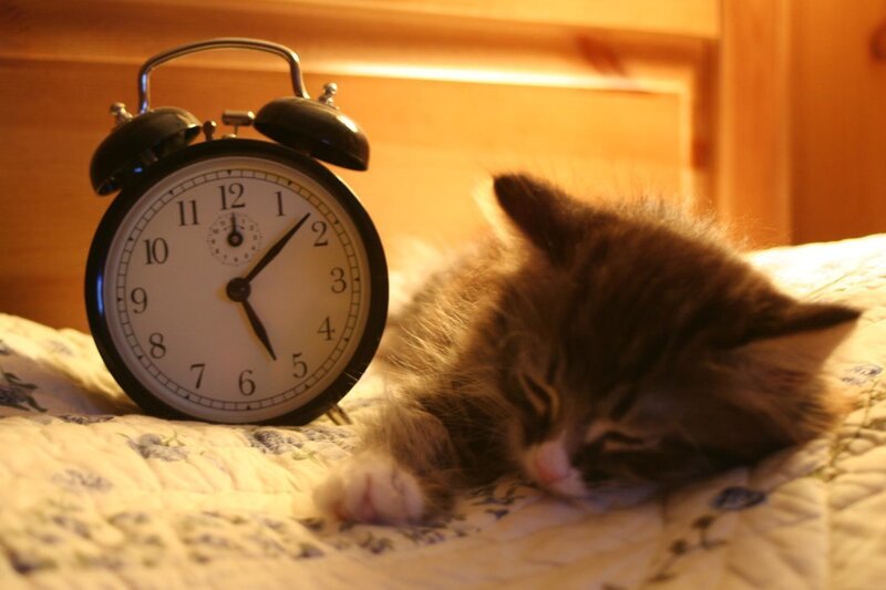 Рингтон на телефон просыпайся. Кот будильник. Коты будильники. Кот просыпается рано утром. Будильник "котенок".